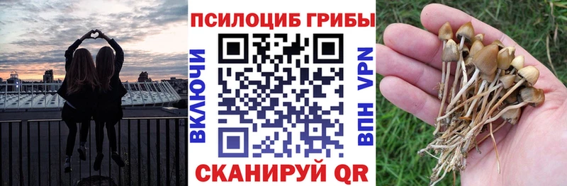 MEGA tor  Краснокаменск  Псилоцибиновые грибы мухоморы 
